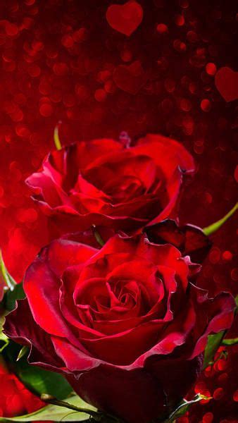 Only the best hd background pictures. Red Roses iPhone 6S Plus Wallpaper | Yellow flower ...