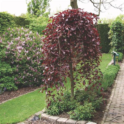 Fag Fagus Sylvatica Purpurea Pendula 160 180 Cm Emagro