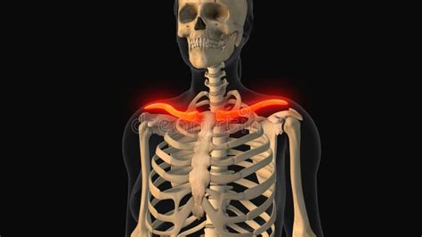 Medical Animation Of The Clavicle Bone Pain Stock Illustration