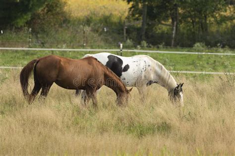 Horses On Pasture Beautiful Horse Grazing On Natural Meadow Stock Image