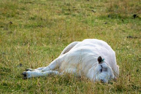 We did not find results for: How to Prevent and Treat Life-Threatening Bloat in Sheep