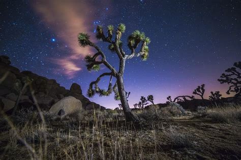 13 Best Joshua Tree Night Sky Images On Pinterest