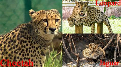 How To Spot The Difference Between A Cheetah Leopard And Jaguar
