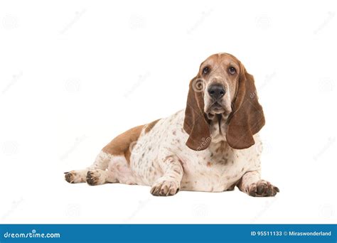 Older Overweight Basset Hound Lying Down Facing The Camera Seen From