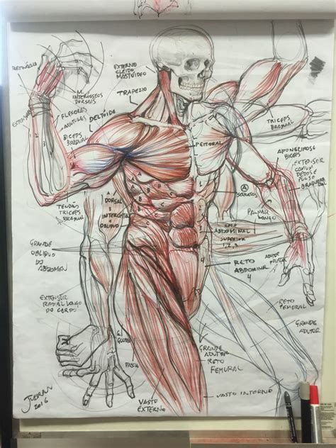 Drawing Prompts Anatomy Sketches Human Anatomy Drawing Human