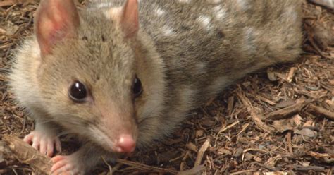Australia Sees The First Eastern Quoll Babies To Be Born In The Wild In