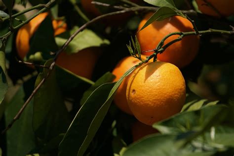 Oranger Bo Végétal