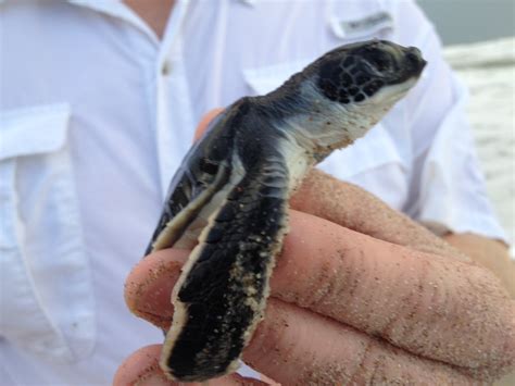 Endangered Green Sea Turtles Make A Comeback In Florida Nbc News