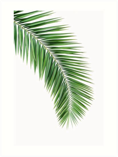 The english scientist and astronomer sir john herschel discovered this procedure in 1842. "Palm leaf wall decor, printable leaf palm, printable palm ...
