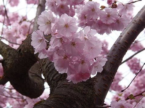 Free Photo Sakura Pink Cherry Blossom Spring Nature Flower Hippopx