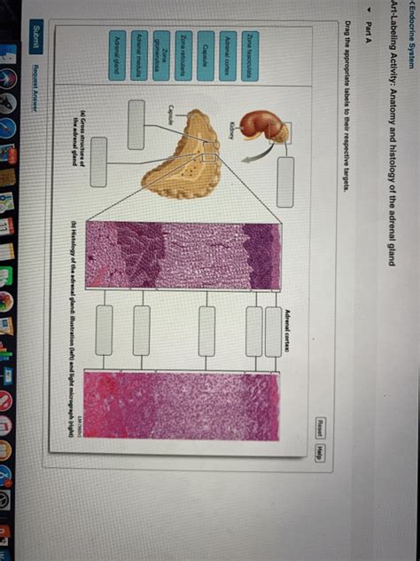 Art Labeling Activity Anatomy And Histology Of The Adrenal Gland The