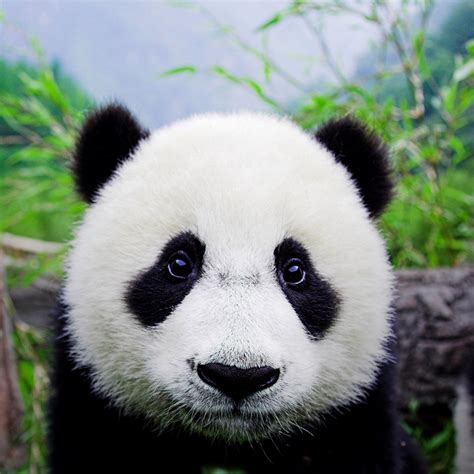 O Mundo Da Biologia Panda Fotos E Um Fichamento