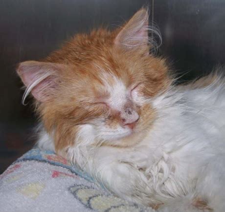 My black turkish angora wannabe marina (indoor only cat)had ringworm as a kitten and that's where it affected her the most. Pet Case Study: "Sugar" Cat Hair Loss Solved | Animal ...