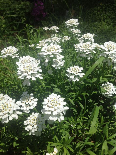 If you're worried that you're going to have to build an enormously. Candy turf | Plants, Turf, Garden