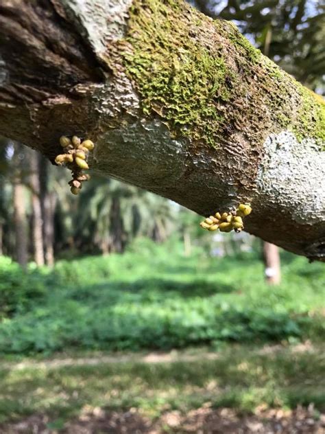 Durian king ttdi kuala lumpur. Karak Organic Durian Farm - Home | Facebook