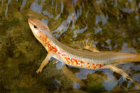 The Chinese Skink