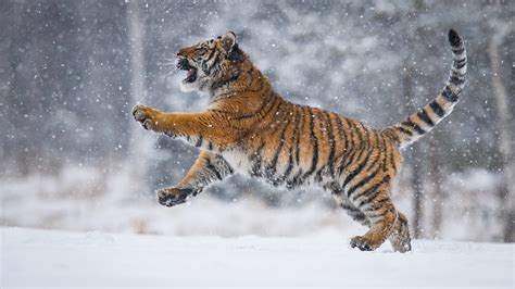 Tiger Is Playing On Snow Field With Snow Background Hd
