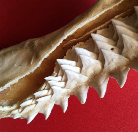 Have You Ever Seen Shark Teeth So Close Submon