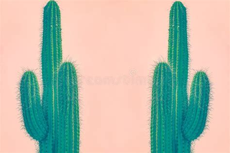 Green Cactus On Pink Background With Copy Space In Between Two Cacti