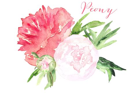 Peony Clipart 20 Free Cliparts Download Images On