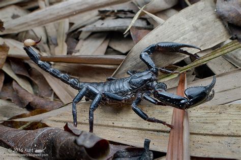 Heterometrus Spinifermg1914 Copy Giant Forest Scorpion Flickr