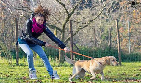 Promener Son Chien En Liberté Controverse Et Réalité