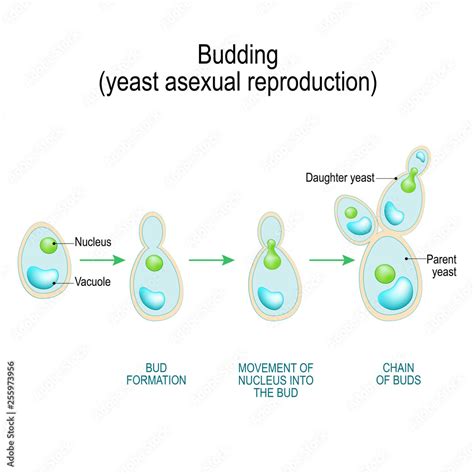 Budding Asexual Reproduction Of Yeast Cell Stock Vector Adobe Stock