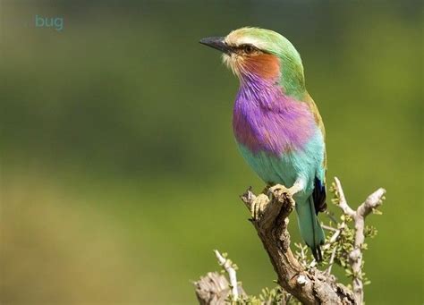 Colorful Birds Photo Contest Winners Bird Photo Colorful Birds