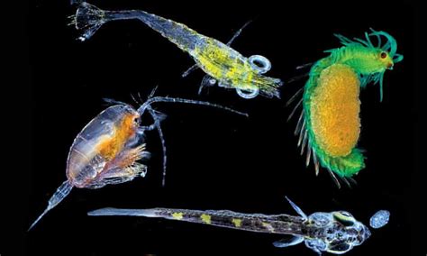 The Microscopic Magic Of Plankton Marine Life The Guardian