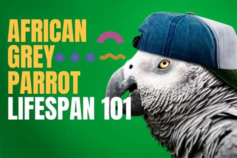 African Grey Parrots Lifespan 101 An Insightful Guide To Help Them