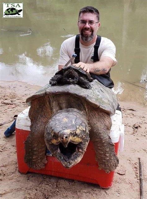 In general a 40 gallons tank should be enough for a mud turtle. A full size snapping turtle compared to what most people ...