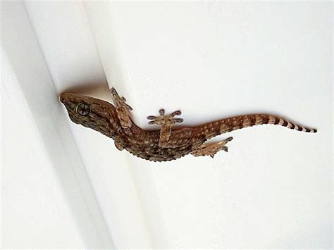 The Secret Behind Geckos Sticky Feet Nature World News
