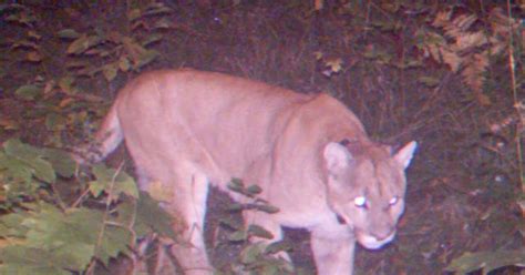 Fisherman Reports Spotting Cougar In Rock County Police Say Features