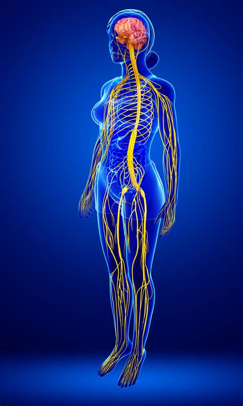 Chiropractic & The Nervous System