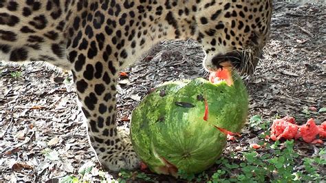 Most cat owners ask this question: Big Cats Eat Watermelons!? - YouTube