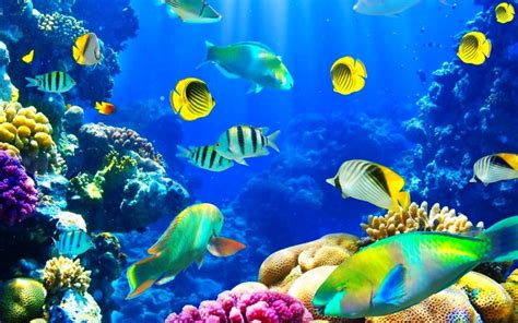 Ocean Life Windows 10 Theme Themepackme
