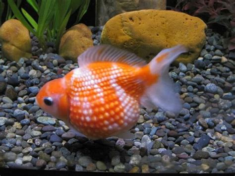 Pearlscale Goldfish 101 The Essential Care Guide
