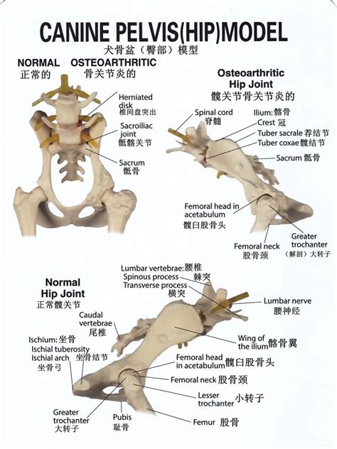 Educational Model Dog Pelvis Hip Model Animal Skeleton Bone Model
