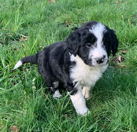 Bordoodle Puppies For Sale | Doodle Puppy