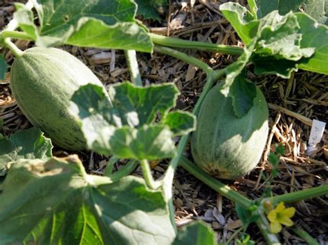 Sie lässt sich auch im eigenen garten und sogar im balkonkasten anbauen. Eigenanbau: So gelingen Melonen im Garten | news.de