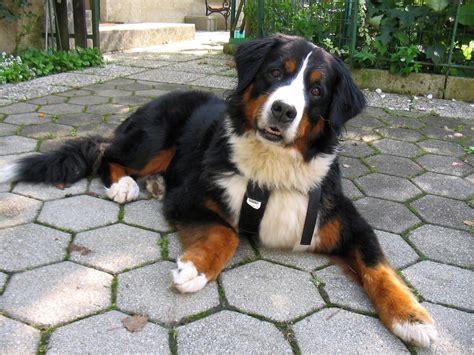 Funny Bernese Mountain Dog Wallpapers And Images Wallpapers Pictures