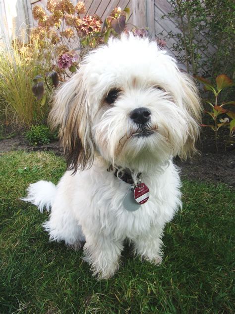 23 Maltese Little White Dog Breeds L2sanpiero