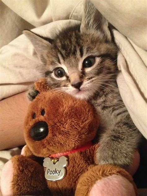25 Best Images About Cats N Teddy Bears On Pinterest Cats Sleep