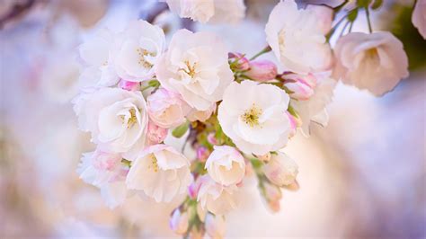 44 Spring Wallpapers ·① Download Free Hd Wallpapers For