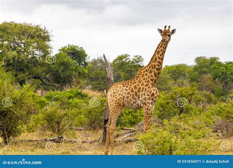 Beautiful Tall Majestic Giraffe Kruger National Park Safari South