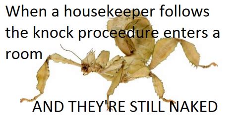 Insect Memes Home