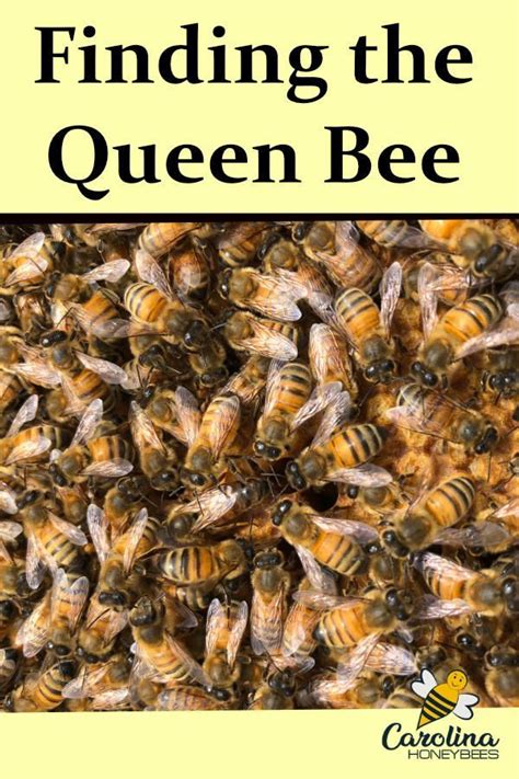 Well, looking for a queen bee can feel like that sometimes. How to Find the Queen Bee in Your Hive - Carolina ...