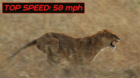 The Top 10 Fastest Land Animals In The World Owlcation