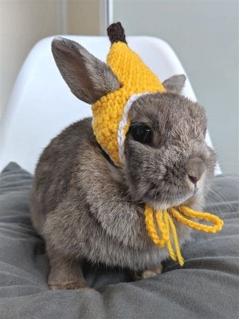 Hippity Hoppy Bunnies Wearing Smol Hats Pet Rabbit Clothes Pet Bunny