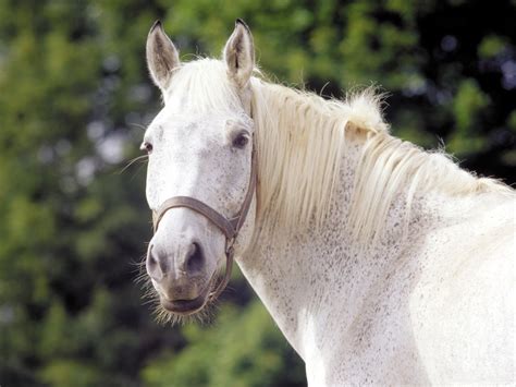 White Horse Wallpapers High Definition Wallpapers High Definition